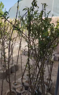 انواع انگور،نهالهای میوه .مثمر.وغیرمثمروگل