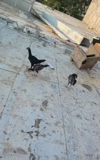 جوجه لاری