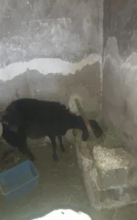 گوسفند نر