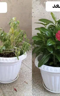 بدون عوض کردن خاک گلدونت گلهاتو جون بده
