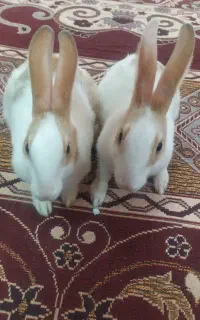 بچه خرگوش بازیگوش