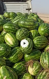 باسلام خدمت کشاورزان عزیز هندوانه درجه یک میخام