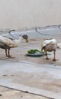 غاز