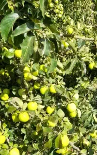 فروش سیب سبز