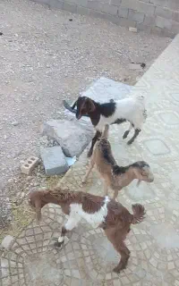 فروش 4عدد کهره جو خور