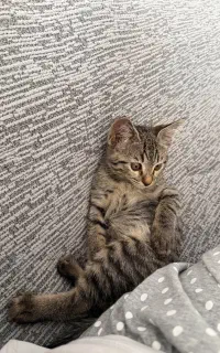گربه Dsh