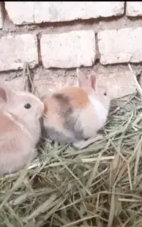 فروش خرگوش کوچولو و بزرگ