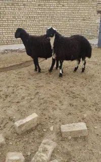 بره قوچ قره قزل افشار
