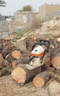 قطع درخت وحرص