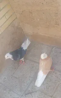 مرغ و خروس