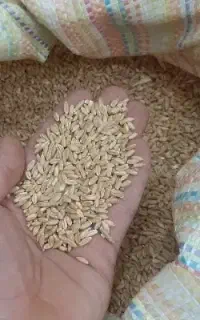 گندم سرداری مرغوب بوجاری