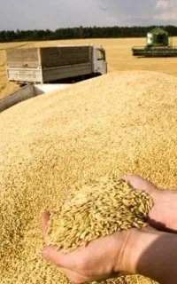 تامین کود کشاورزی برای کشت پاییزه گندم و جو