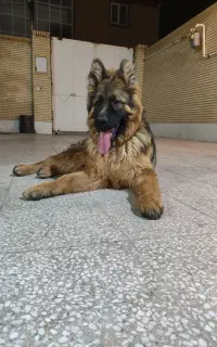 سگ ژرمن شپرد مو بلند