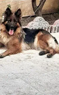 سگ ژرمن شولاین ماده