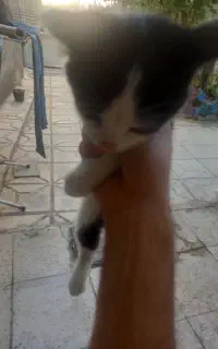 بچه گربه