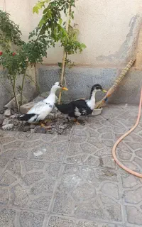 مرغ وخروس