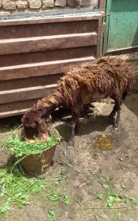 غزل افشار خوش خوراک لاغر