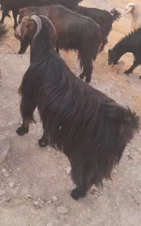 ۲عددبز