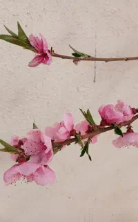 نقاشی