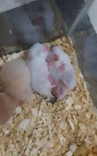 تعدادی همستر کوچولو