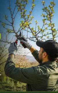 کارشناس باغبانی هرس سبز هرس خواب و...