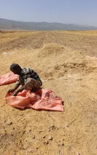 کاه عدس