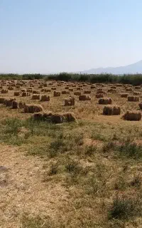 علوفه (چیمن اوتی)