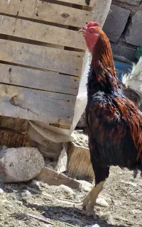 خروس لاری۹ماه