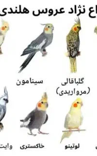 عروس هلندی پیدا شده