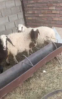بره نر