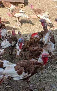 ۶۰عدد بوقلمون گوشت اورگانیک ق ۲۷۰۰ باگوسفندمعاوضه