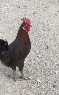 خروس