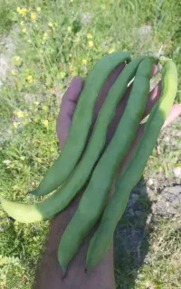 بذر باقله ارغوان