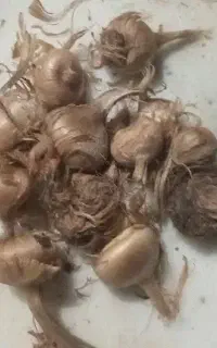پیاز زعفران