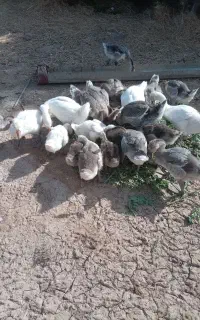 غوغاز