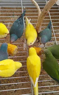 جوجه راهب ۲ماهه