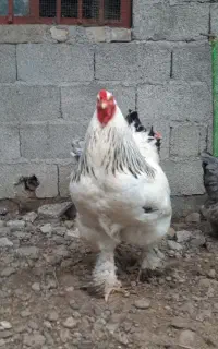تخم نطفه دار برهما