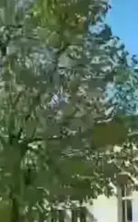کارگر  برای فردا باغ  بیل زنی
