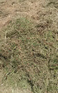 شبدر چین اول