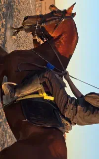 اسب عرب کورسی