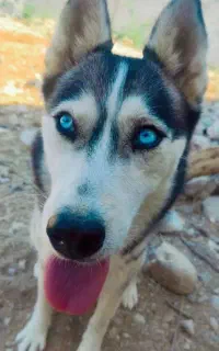 فروش سگ هاسکی