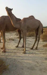 شتر ماده نزدیک دوسالشه سالم و سرحال