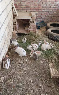 خرگوش سرحال