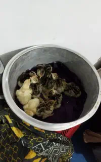جوجه بوقلمون برنز ۱۱ روزه