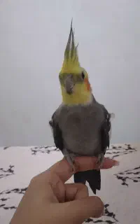 دو تا عروس هلندی به همراه قفس