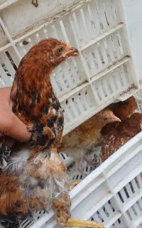 ۵ عدد مرغ و خروس تشنو