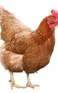 جوجه محلی سالم
