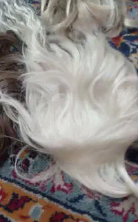 کلاه گیس