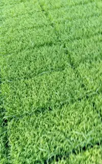 توم نشا شیرودی درجه یک