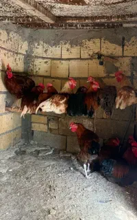 خروس بالغ محلی